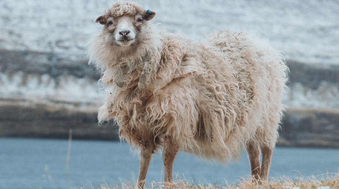 Material Guide - Merino Wool Sheep